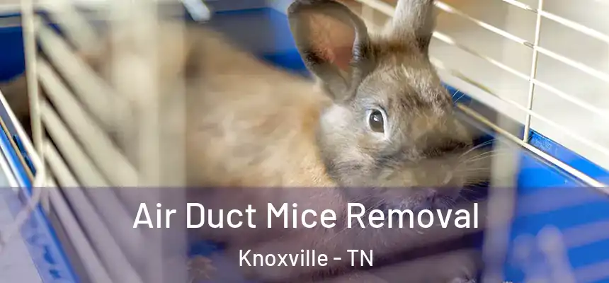 Air Duct Mice Removal Knoxville - TN
