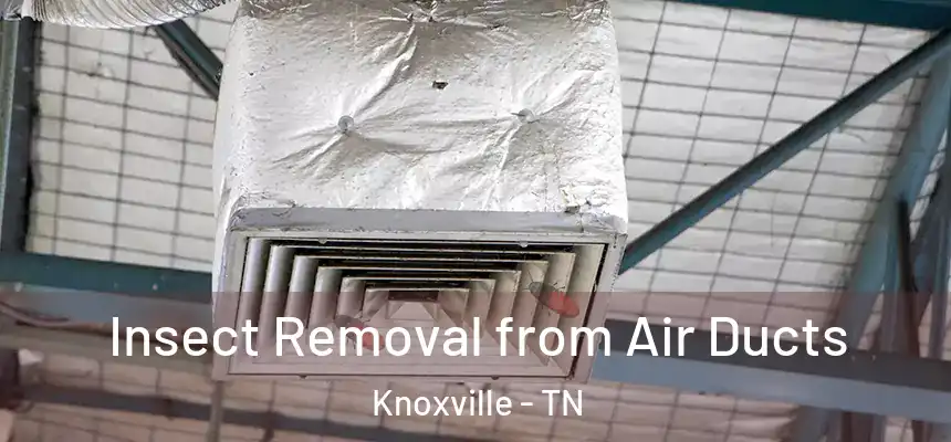 Insect Removal from Air Ducts Knoxville - TN