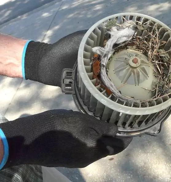 About Air Duct Mice Removal in Knoxville, TN